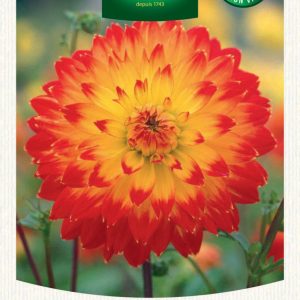 DAHLIA DECO PROCYON