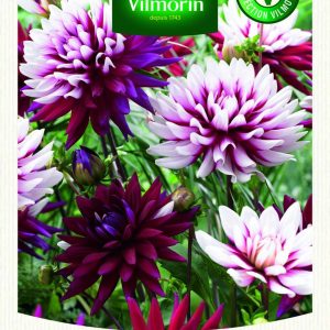 DAHLIA DECO REBECCA’S WOR