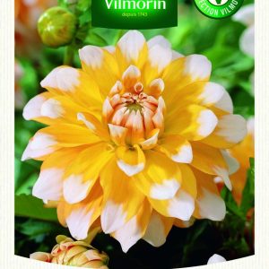 DAHLIA DECO SEATTLE