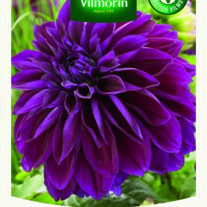 DAHLIA DECO THOMAS EDISON XXL