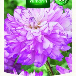 DAHLIA DECO WHO DUN IT XXL