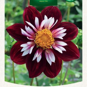 DAHLIA NIGHT BUTTERFLY