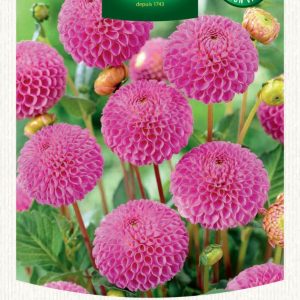 DAHLIA POMPON FRANZ KAFKA