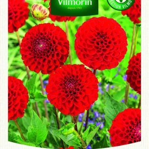 DAHLIA POMPON GLOW