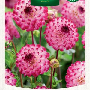 DAHLIA POMPON LITTLE ROBERT