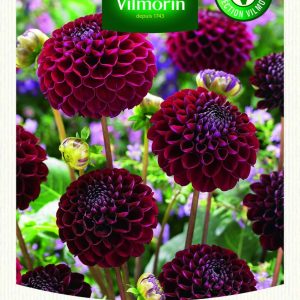 DAHLIA POMPON NATAL