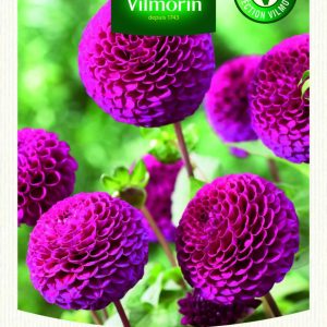 DAHLIA POMPON ROCCO