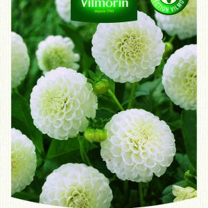 DAHLIA POMPON SNOWFLAKE