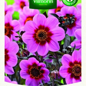 DAHLIA SINGLE WINK