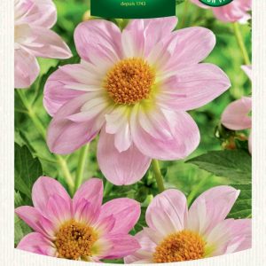 DAHLIA TEESBROOK AUDREY