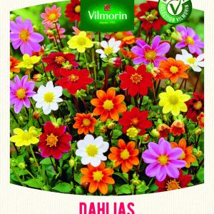DAHLIA TOPMIX ISABELLA