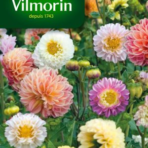 DAHLIA UNWIN MIX