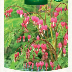 DICENTRA SPECTABILIS ROSE