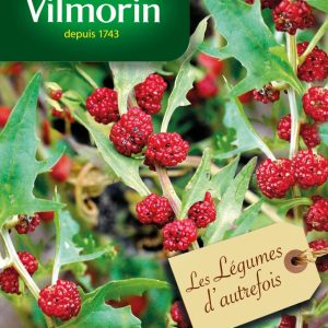 EPINARD FRAISE  641