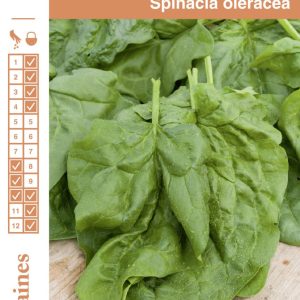 EPINARD GEANT HIVER FGR S1