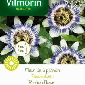 FLEUR DE LA PASSION  439