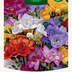 FREESIA DOUBLE MIX