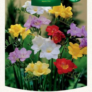 FREESIA SIMPLE MIX