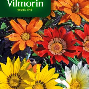 GAZANIA SPLENDENS MIX