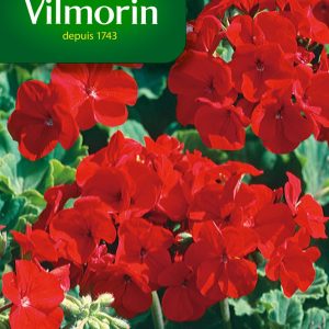GERANIUM ECLAT ROUGE HF2
