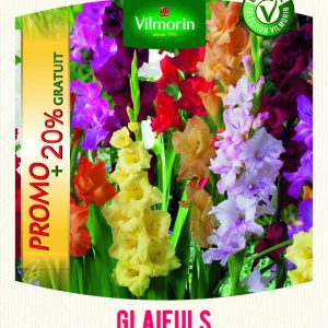 GLAIEUL GRANDES FLEURS MELANGE 20%GRT