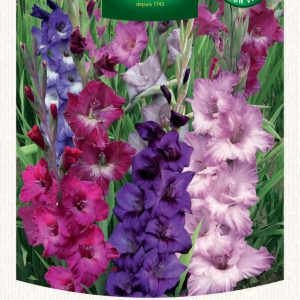 GLAIEUL GRANDES FLEURS PURPLE MIX