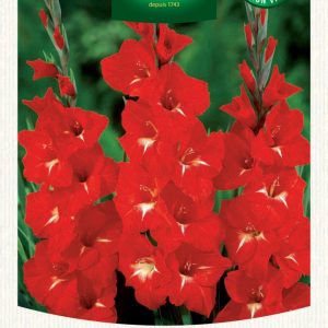 GLAIEUL GRANDES FLEURS TRADERHORN