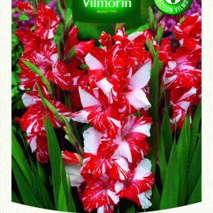 GLAIEUL GRANDES FLEURS ZIZANIE