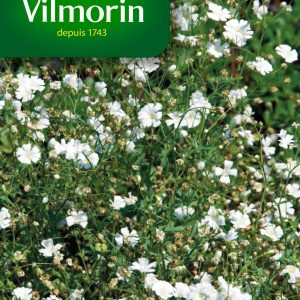 GYPSOPHILE NUAGE BLANC