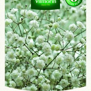 GYPSOPHILE PANICULATA BLANC