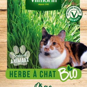 Herbe à chat BIO