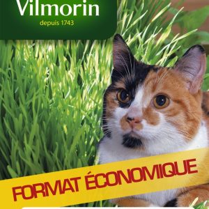 Herbe à chat