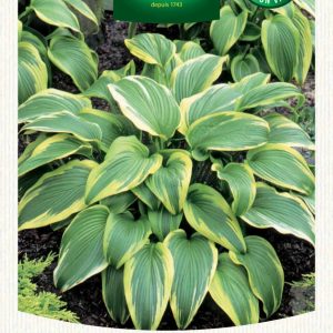 HOSTA AUREOMARGINATA