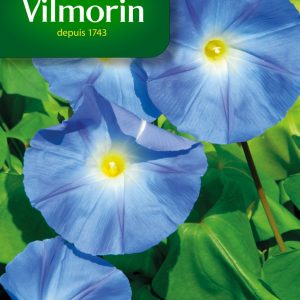 IPOMEE GRANDE FLEUR BLEUE