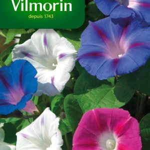 IPOMEE VOLUBILIS MIX