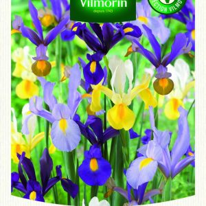 IRIS HOLLANDICA MIX