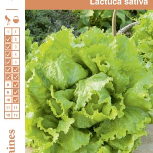 LAITUE BATAVIA BLONDE DE PARIS FGR 1
