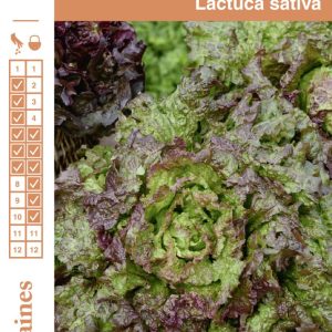 LAITUE BATAVIA ROUGE GRENOBLOISE FGR1