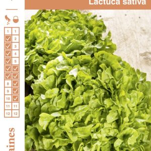 LAITUE FEUILLE CHENE BLONDE FGR1