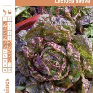 LAITUE MERVEILLE 4 SAISONS FGR1