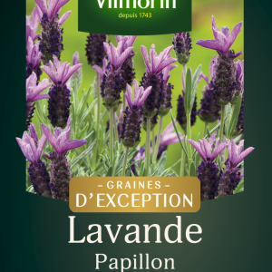 LAVANDE PAPILLON  441