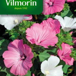 LAVATERE GRANDE FLEUR MIX