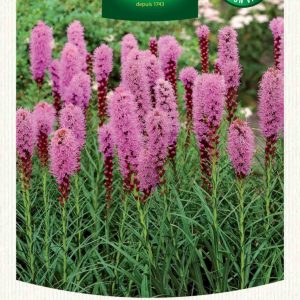LIATRIS SPICATA BLEUE