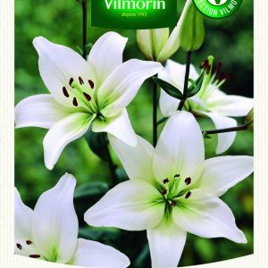 LIS ASIATIC BLANC