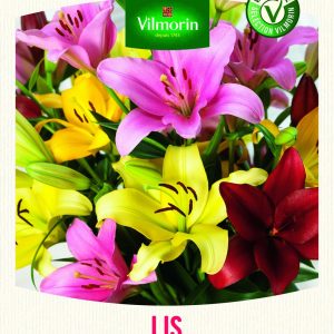 LIS ASIATIC LAMBADA MIX