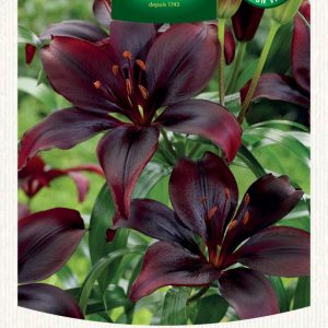 LIS ASIATIC MAPIRA