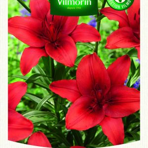 LIS ASIATIC ROUGE