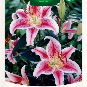 LIS ORIENTAL STARGAZER