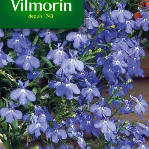LOBELIA CRYSTAL PALACE BLEU