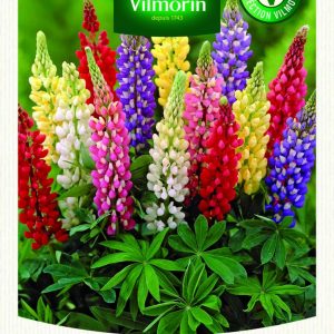 LUPINUS MIX
